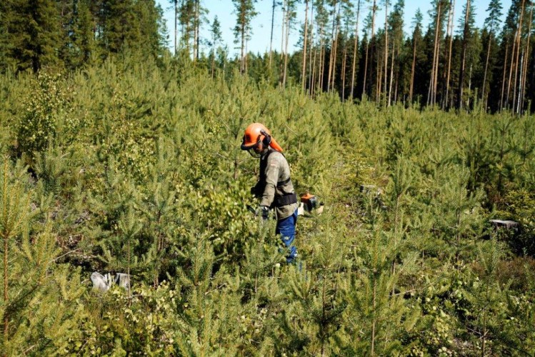 Metsärahastot eivät aja metsänomistajan etua