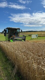 KM Ruutukisan syysvehnäruudut korjattiin 12.8.2025. Puintikosteus oli noin 25 %. Sadealue lähestyi, joten vehnät korjattiin alta pois aamupäivällä, eikä jääty odottelemaan kosteuden haihtumista. Tulokset syyskuun numerossa. #KMRuutukisa @lantmannenagro