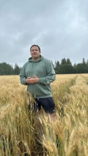 Kaarle Tavelan luomu-Turanus kasvaa samalla lohkolla, jolla hän osallistui kaurakisaan kaksi vuotta sitten. Alkukesä oli Kangasalla jälleen kuiva. Syksyllä vehnän kimpussa olivat hanhet, nyt reunoja syövät naakat. Video on kuvattu 28.7. #satokisa2026 #Turanus @tavelankartano