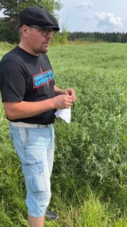 Petri Herttuainen tuottaa Lempi-hernettä Pellosniemen pakkaamolle. Video on kuvattu 22.7.2025 Mikkelissä. @peltosiemen #Lempi #Herne @borealkasvinjalostus