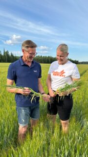 BORVera-ohra näyttää himohyvältä Joroisissa Matti Teittisen pellolla 22.7.2025 @mattijiitee @peltosiemen @borealkasvinjalostus