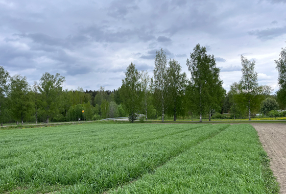 Apilanurmiruutuja Lantmännen Agro Koetilan koeruuduilla