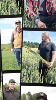Kuka voitti satokisan? No Samuel Jussila, joka teki samalla uuden satoennätyksen. Jussila otti Bright-lajikkeella 11 656 kilon hehtaarisadon kuivasta alkukasvukaudesta huolimatta. Hyvä esikasvi, suorakylvö, tilan paras pelto, satoisa lajike ja onnistuneet toimenpiteet ratkaisivat kisan. #satokisa2036 #syysvehnäkisa #Bright @jussila.samuel