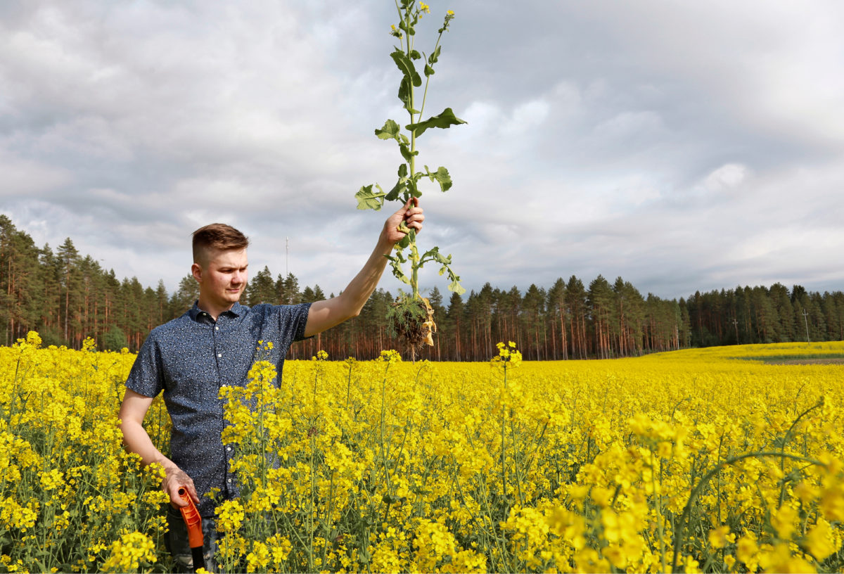 N&auml;in komeasti Arriv&eacute;e-syysrypsi kukki Yl&auml;maalla kes&auml;kuun kahdeksas p&auml;iv&auml; Konsta Aution pellolla. Autio viljeli syysrypsi&auml; ensimm&auml;ist&auml; kertaa, ja tuli kisassa viidenneksi. Rypsin kukinta kesti t&auml;n&auml; kes&auml;n&auml; pidemp&auml;&auml;n kuin edellisvuonna, ja se n&auml;kyi my&ouml;s sadoissa. Kisaajien syysrypsit kukkivat kutakuinkin yht&auml; pitk&auml;&auml;n, noin kolme viikkoa. Syysrypsi hy&ouml;tyy hy&ouml;nteisp&ouml;lytyksest&auml; enemm&auml;n kuin syysrapsi. Osalla kisaajista olikin mehil&auml;ispesi&auml; peltojen l&auml;heisyydess&auml;.