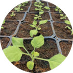 Kasvien viruksia tutkitaan Nicotiana benthamiana -kasvilla. Se on tupakan sukulainen, ja se on kasvipatologisen tutkimuksen mallilaji. Kristiina Mäkisen ryhmässä tutkitaan erityisesti perunan viruksia.