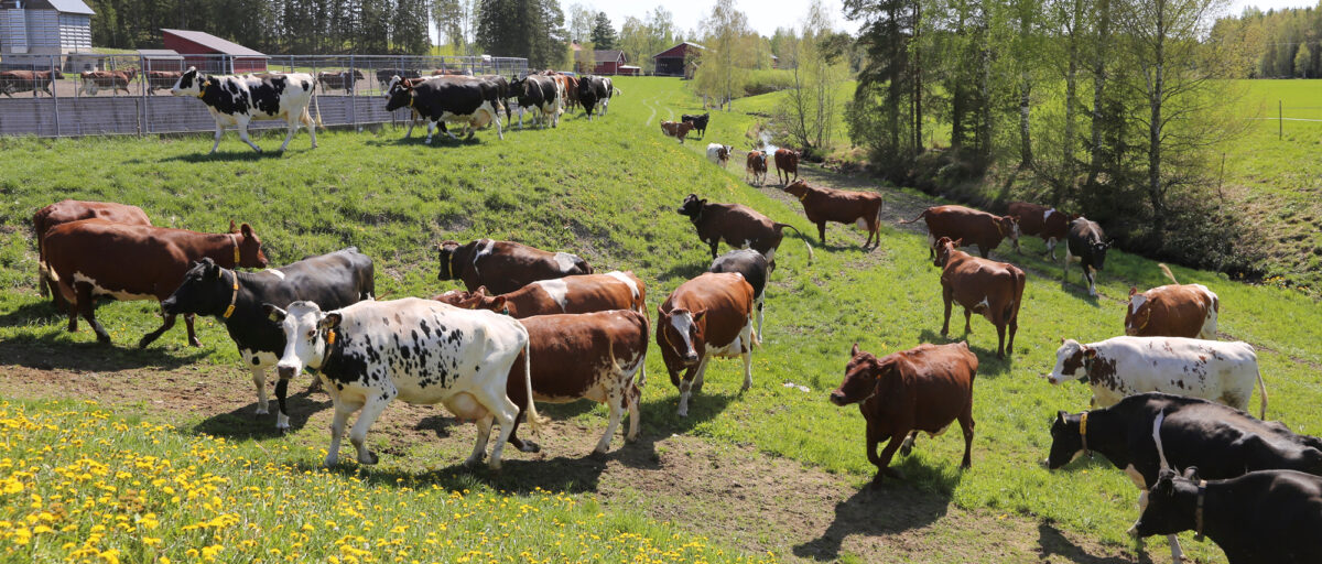 KUVA: PIRJO M&Auml;LKI&Auml;