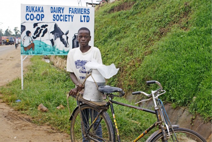 Ugandassa maito viedään pyörän tarakalla maito-osuuskuntaan.