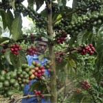 Kahvi on Ugandan päävientituote.