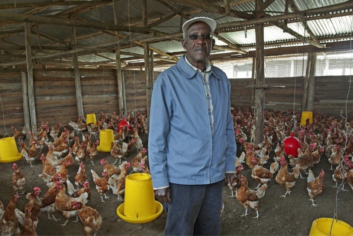 Tilalla on noin 4 000 munivaa kanaa. Munat myydään Kongoon.