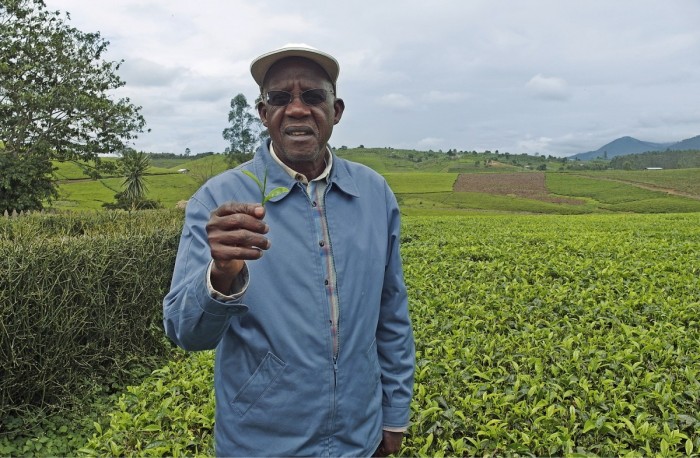 Kabeihura Farmers Oy:n 100 hehtaarin maatilalla viljellään teetä lähes 30 hehtaarilla. Teekasvusto tuottaa satoa useita kymmeniä vuosia, ja sato kerätään taittamalla kasvin ylimmät lehdet käsityönä pussiin, tilan omistaja Eriyabu Muhozi kertoo. Yhdestä käsityönä poimitusta teekilosta työntekijä saa palkkaa vajaat 3,5 senttiä.