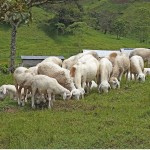 Ugandassa syödään paljon vuohenlihaa. Kabeihura Farmers Oy:n lampaat ja vuohet laiduntavat henkeä salpaavan kauniissa maisemissa.
