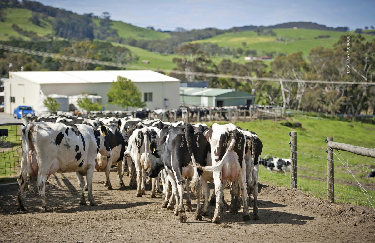 Aiemmin pelkkään laitumeen perustunut maidontuotanto on voimakkaassa muutoksessa eteläisellä pallonpuoliskolla. Useimmilla australialaisilla maitotiloilla tuotanto on nyt edullisten ja tehokkaiden tuotantotapojen yhdistelmä, jossa laidunruokintaa täydennetään viljalla.