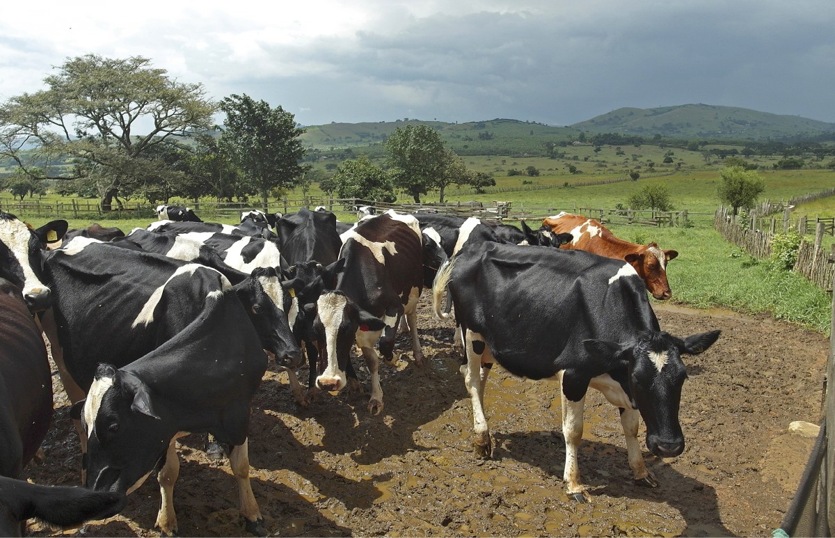 Rubyerwa Dairy Investmentin tilalla on 30 lypsävää. Karjan risteyttäminen paikallisesta ancole-rodusta aloitettiin vuonna 1989. Jalostuksen myötä tilan päivittäinen maitomäärä on noussut 50 litrasta 400 litraan. Tulevaisuuden tavoitteena on 700 maitolitraa päivässä.