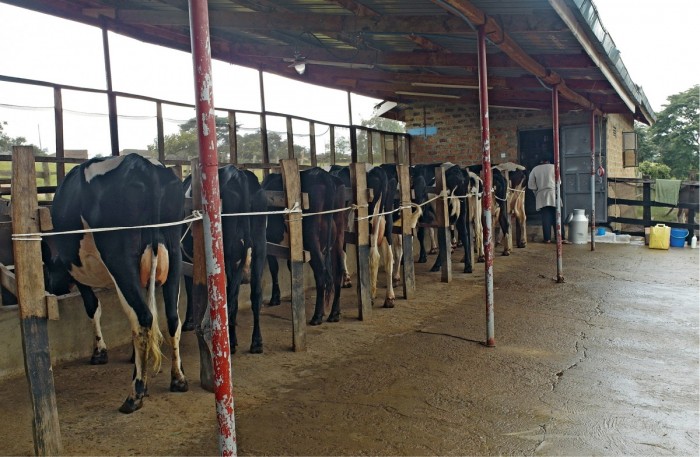 Tilan navetassa on avoseinäinen lypsyasema, johon lehmät kerätään lypsylle kahdesti päivässä. Lehmät lypsetään käsin, kun vasikat ovat ensin imeneet maitoa.
